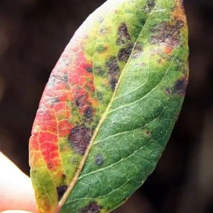 thumbnail for publication: Florida Blueberry Leaf Disease Guide